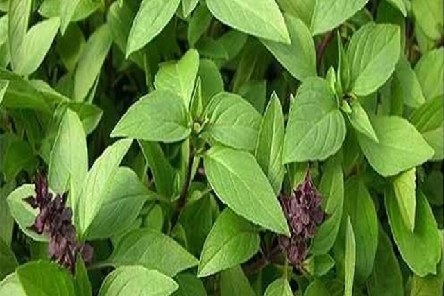  Bài thuốc chữa bệnh từ rau húng quế